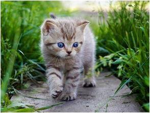 娱乐吃瓜酱猫尾巴,揭秘娱乐圈那些不为人知的幕后故事